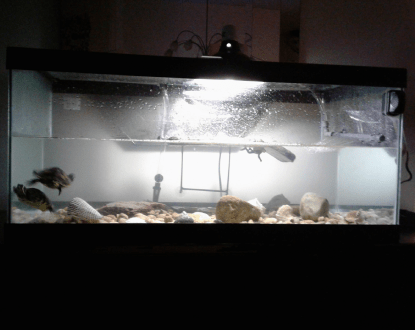 REPTILE SITTING