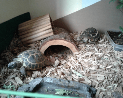 REPTILE BOARDING